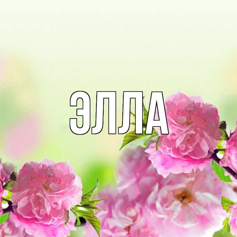 Открытка на каждый день с именем, Элла Главная цветы Прикольная открытка с пожеланием онлайн скачать бесплатно 