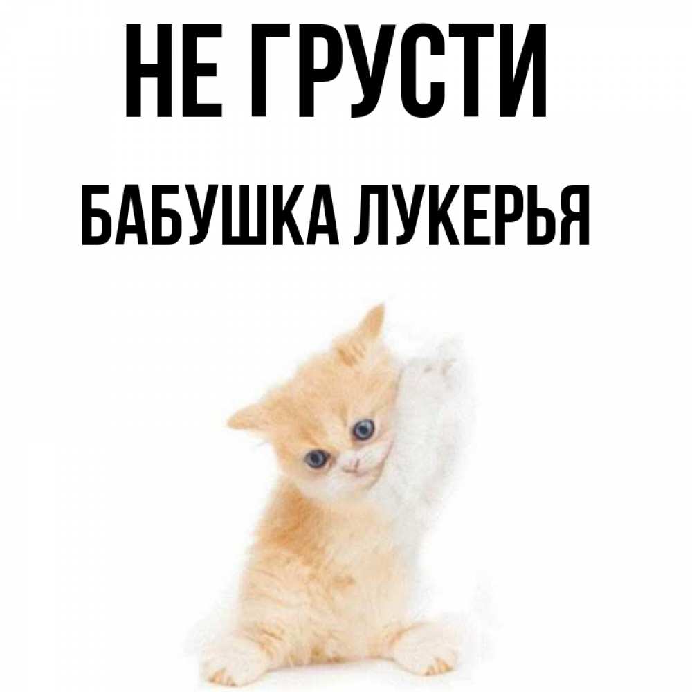 Открытка на каждый день с именем, Бабушка-Лукерья Не грусти просящий кот Прикольная открытка с пожеланием онлайн скачать бесплатно 
