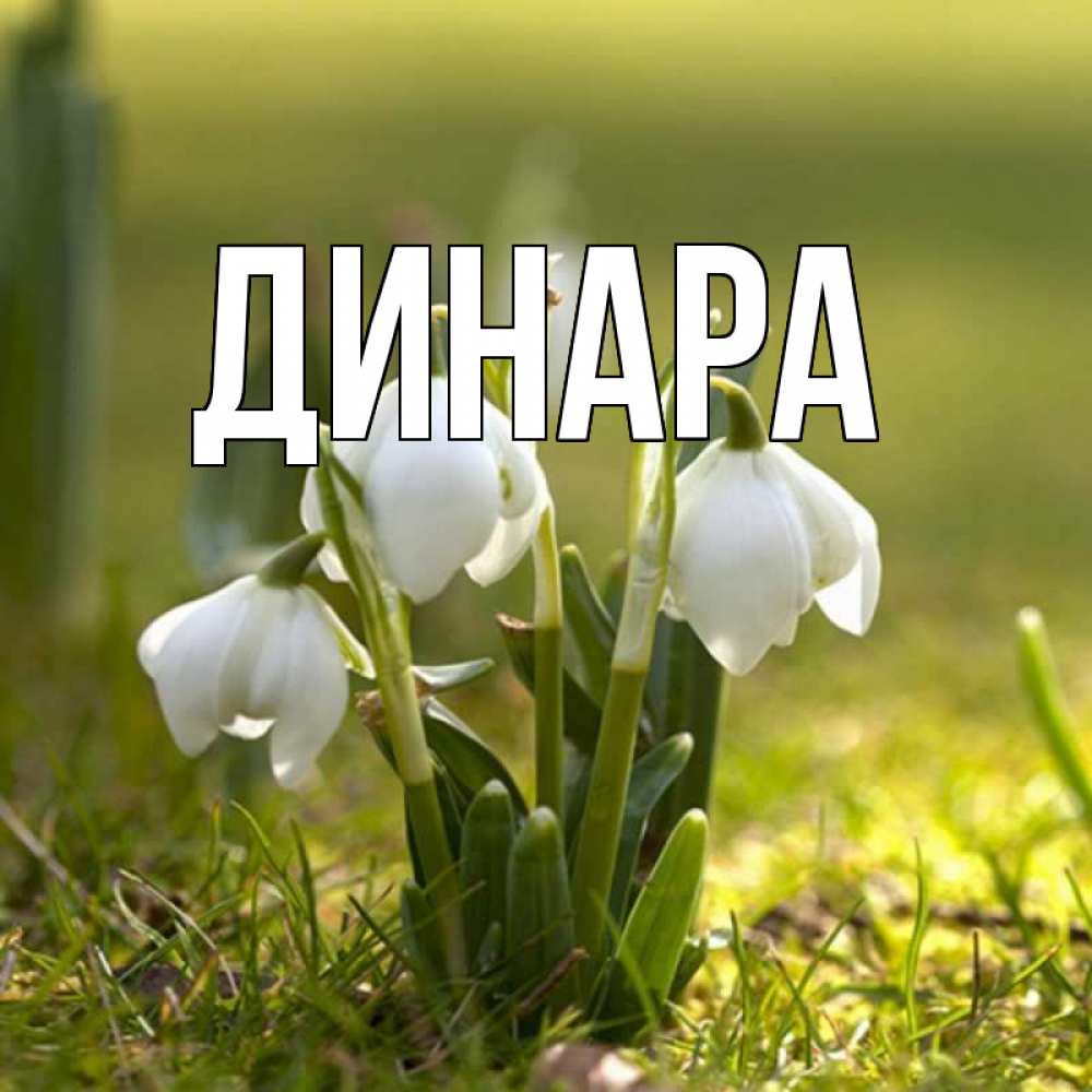 Открытка на каждый день с именем, Динара Главная ранние цветы 2 Прикольная открытка с пожеланием онлайн скачать бесплатно 