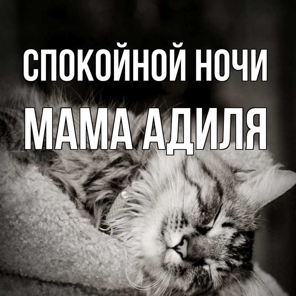 Открытка на каждый день с именем, Мама-Адиля Спокойной ночи котярик пушистый Прикольная открытка с пожеланием онлайн скачать бесплатно 