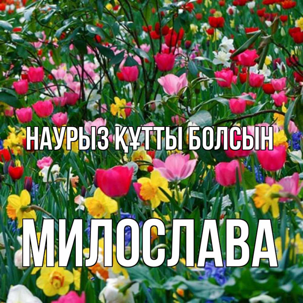 Открытка на каждый день с именем, Милослава Наурыз құтты болсын с наурызом поздравления для женщины Прикольная открытка с пожеланием онлайн скачать бесплатно 