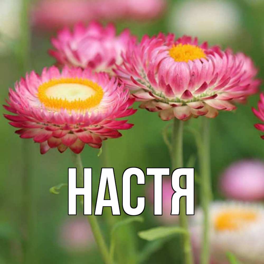 Открытка на каждый день с именем, Настя Главная подарок на международный женский день Прикольная открытка с пожеланием онлайн скачать бесплатно 