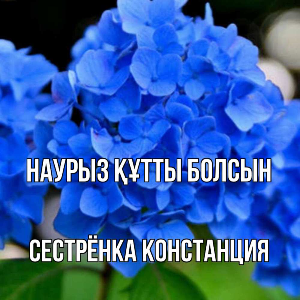 Открытка на каждый день с именем, Сестрёнка-Констанция Наурыз құтты болсын синие цветы Прикольная открытка с пожеланием онлайн скачать бесплатно 