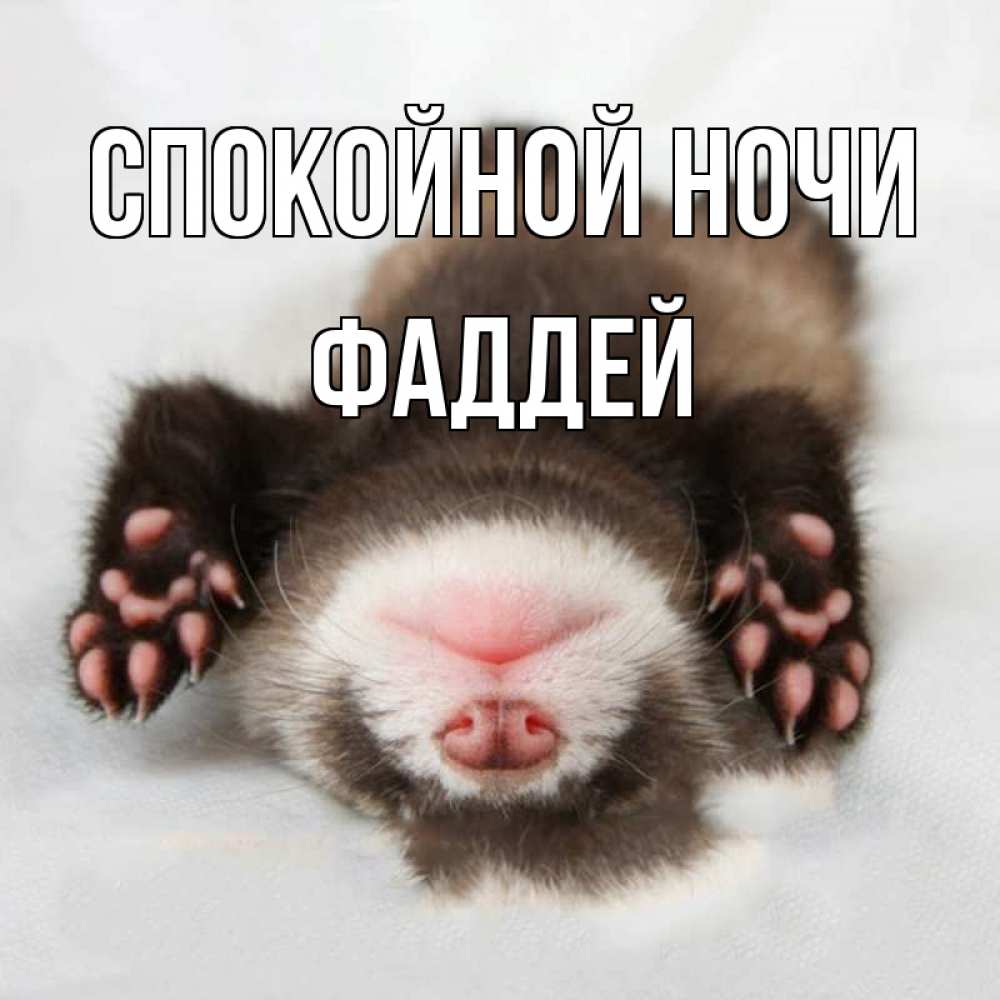 Открытка на каждый день с именем, Фаддей Спокойной ночи зверек Прикольная открытка с пожеланием онлайн скачать бесплатно 