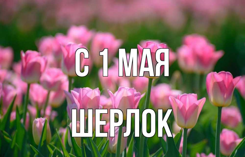 Открытка на каждый день с именем, Шерлок С 1 мая С 1 мая Прикольная открытка с пожеланием онлайн скачать бесплатно 