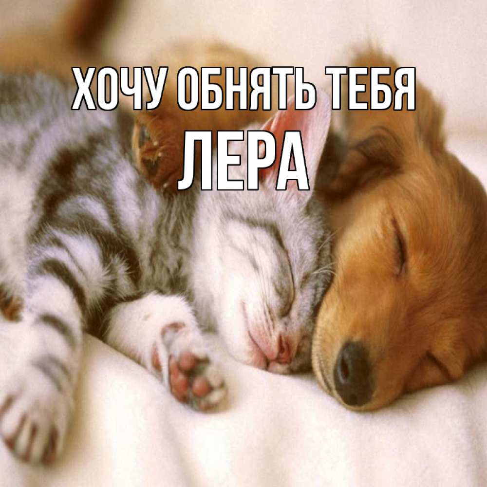 Открытка на каждый день с именем, Лера Хочу обнять тебя пес и котенок Прикольная открытка с пожеланием онлайн скачать бесплатно 