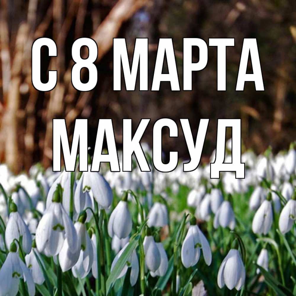 Открытка на каждый день с именем, Максуд С 8 МАРТА с подснежниками 1 Прикольная открытка с пожеланием онлайн скачать бесплатно 