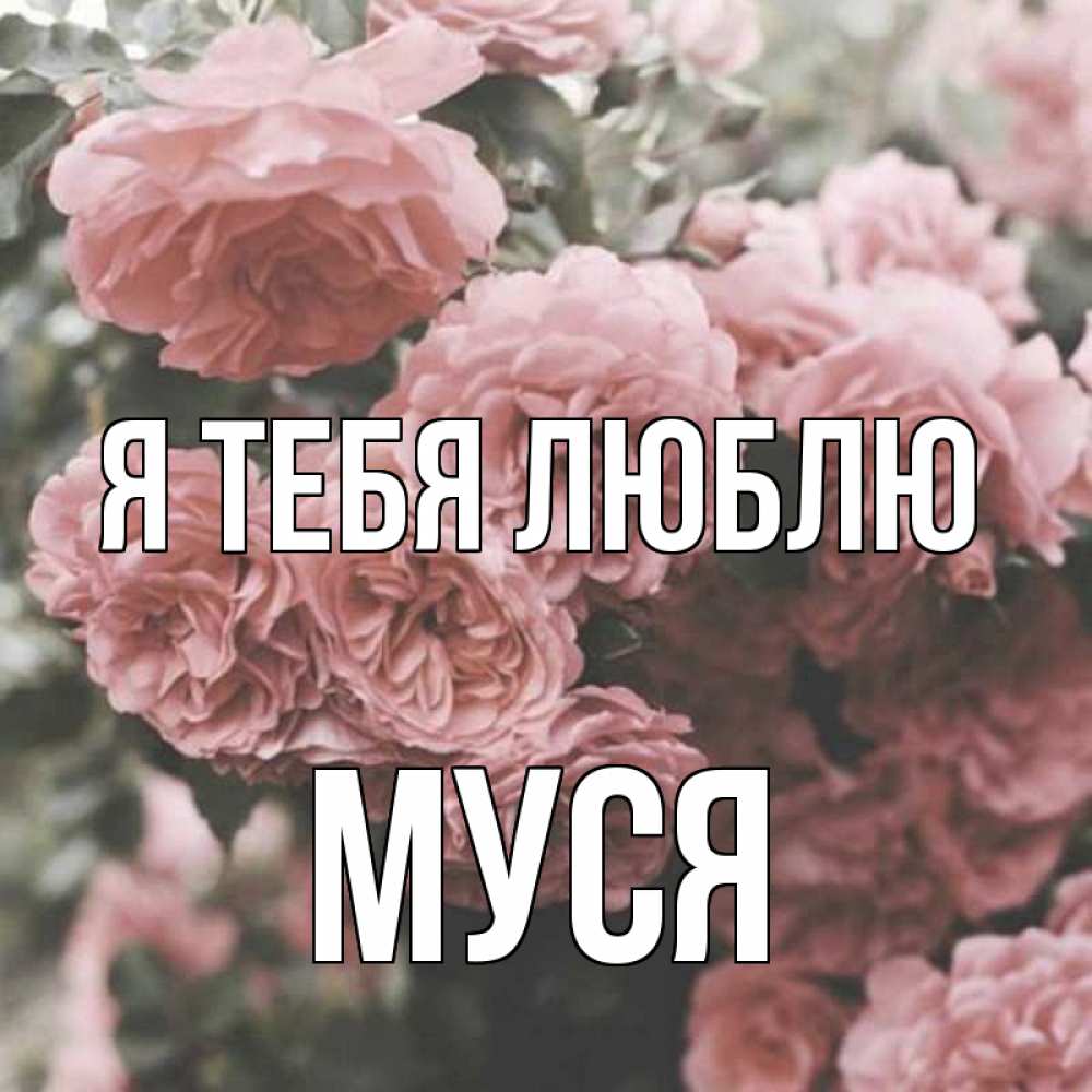 Картинка Я тебя люблю, Муся