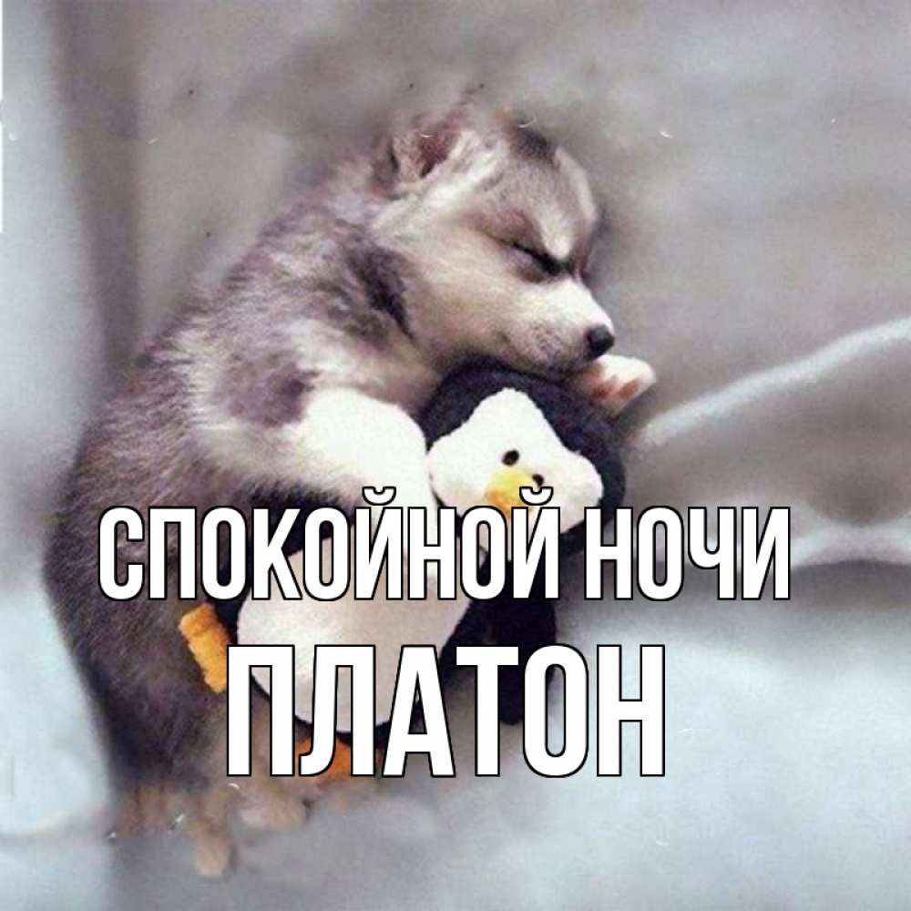 Открытка на каждый день с именем, Платон Спокойной ночи обнимашки щенка и пингвина Прикольная открытка с пожеланием онлайн скачать бесплатно 