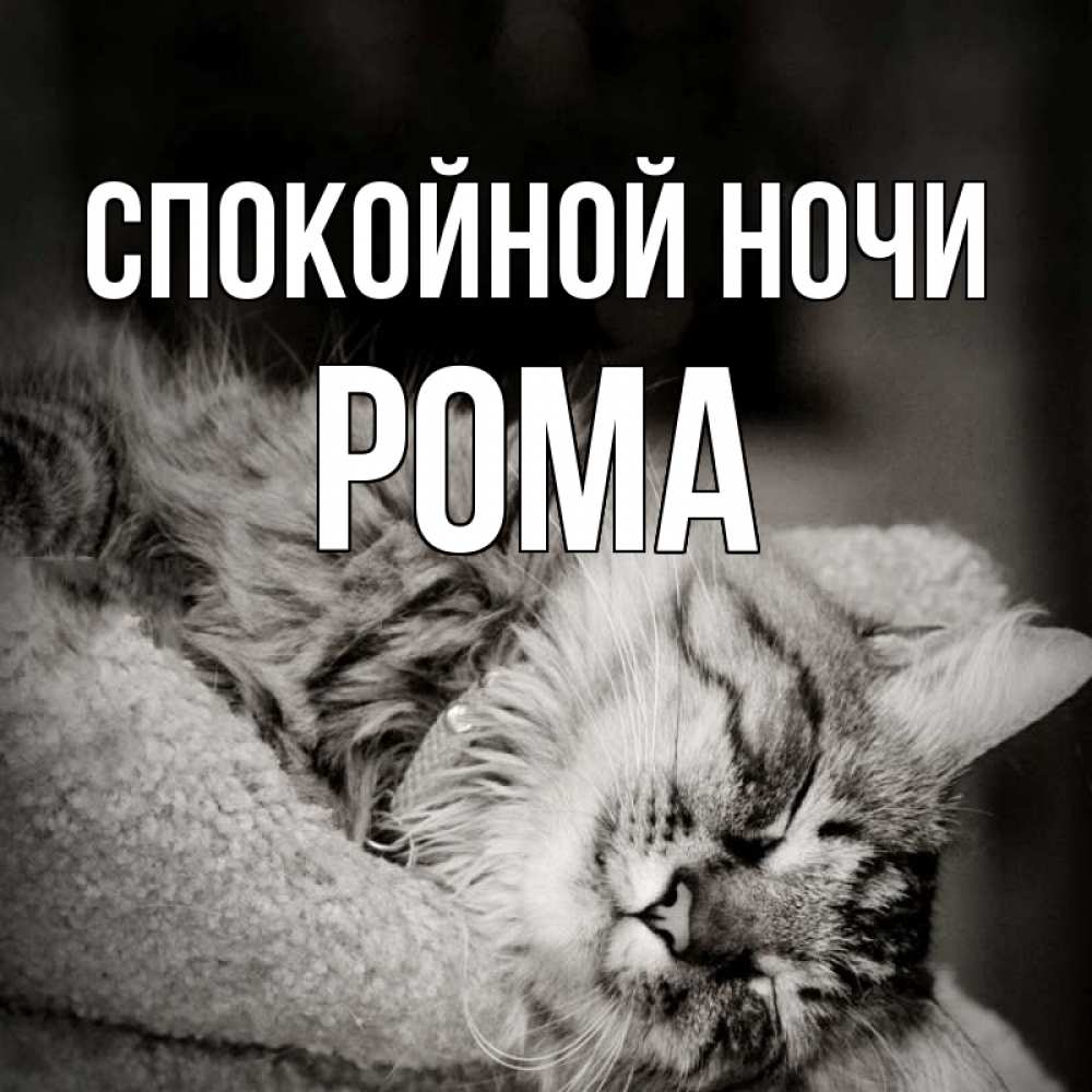 Открытка на каждый день с именем, Рома Спокойной ночи котярик пушистый Прикольная открытка с пожеланием онлайн скачать бесплатно 