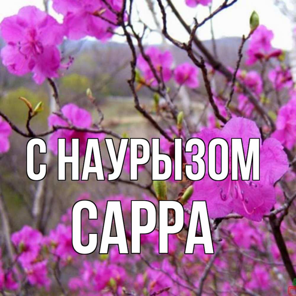 Открытка на каждый день с именем, Сарра С наурызом праздник весны наурыз Прикольная открытка с пожеланием онлайн скачать бесплатно 