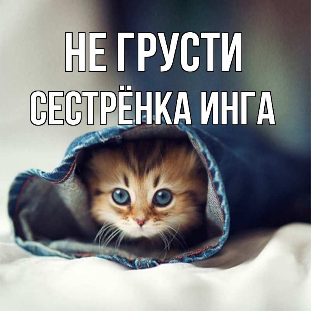 Открытка на каждый день с именем, Сестрёнка-Инга Не грусти кот в одежде Прикольная открытка с пожеланием онлайн скачать бесплатно 