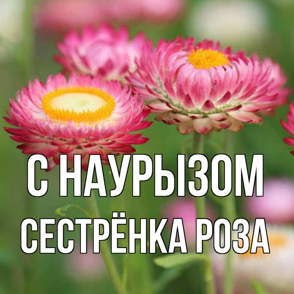Открытка на каждый день с именем, Сестрёнка-Роза С наурызом подарок на международный женский день Прикольная открытка с пожеланием онлайн скачать бесплатно 