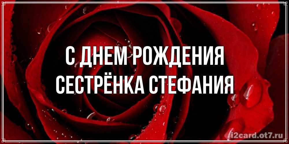 Открытка на каждый день с именем, Сестрёнка-Стефания С днем рождения крупная бордовая роза Прикольная открытка с пожеланием онлайн скачать бесплатно 