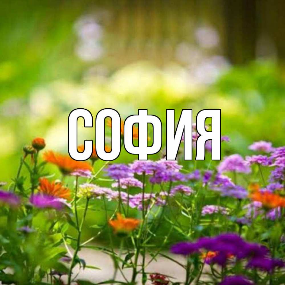 Открытка на каждый день с именем, София Главная цветы Прикольная открытка с пожеланием онлайн скачать бесплатно 