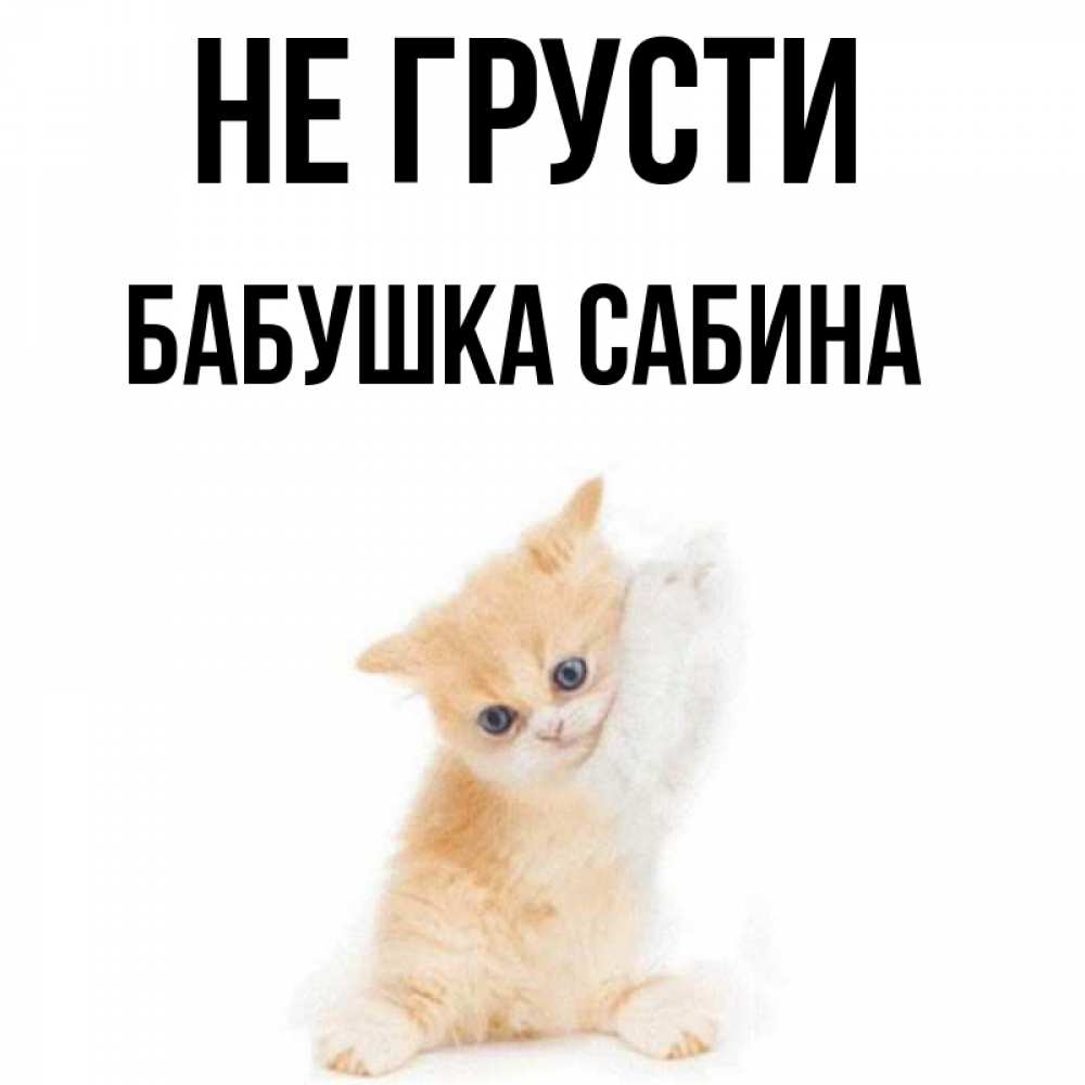 Открытка на каждый день с именем, Бабушка-Сабина Не грусти просящий кот Прикольная открытка с пожеланием онлайн скачать бесплатно 