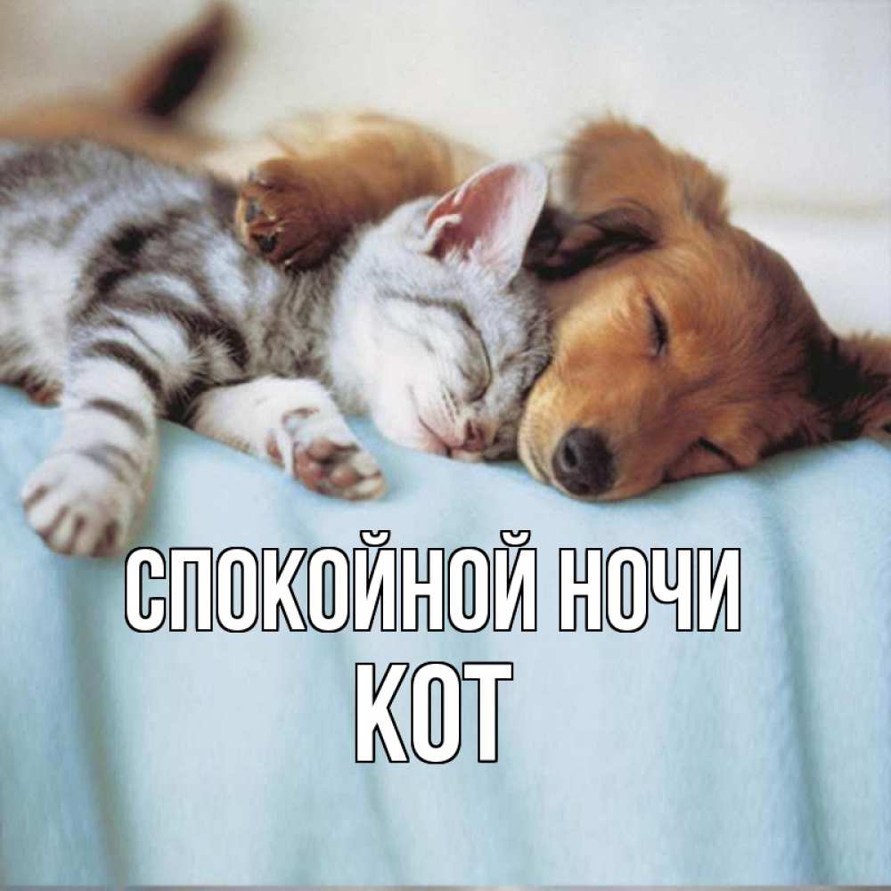 Открытка на каждый день с именем, Кот Спокойной ночи с животными Прикольная открытка с пожеланием онлайн скачать бесплатно 