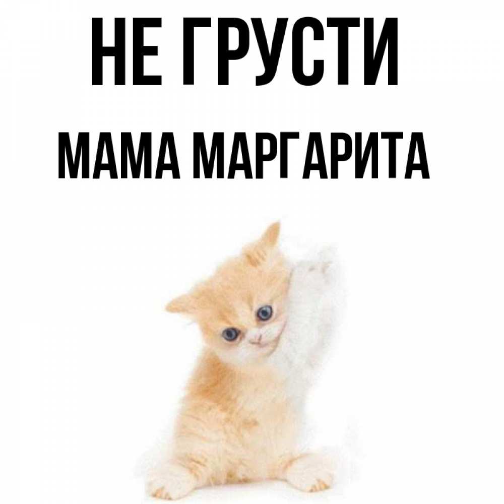Открытка на каждый день с именем, Мама-Маргарита Не грусти просящий кот Прикольная открытка с пожеланием онлайн скачать бесплатно 
