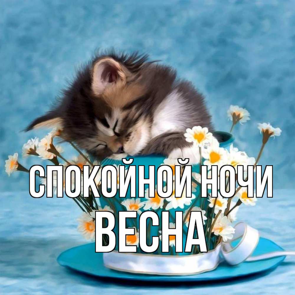 Открытка на каждый день с именем, Весна Спокойной ночи котенок спит в кружке с блюдцем Прикольная открытка с пожеланием онлайн скачать бесплатно 