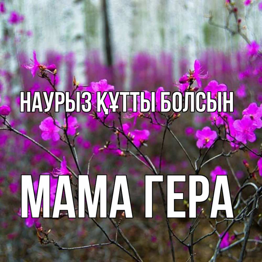 Открытка на каждый день с именем, Мама-Гера Наурыз құтты болсын дикие цветы Прикольная открытка с пожеланием онлайн скачать бесплатно 
