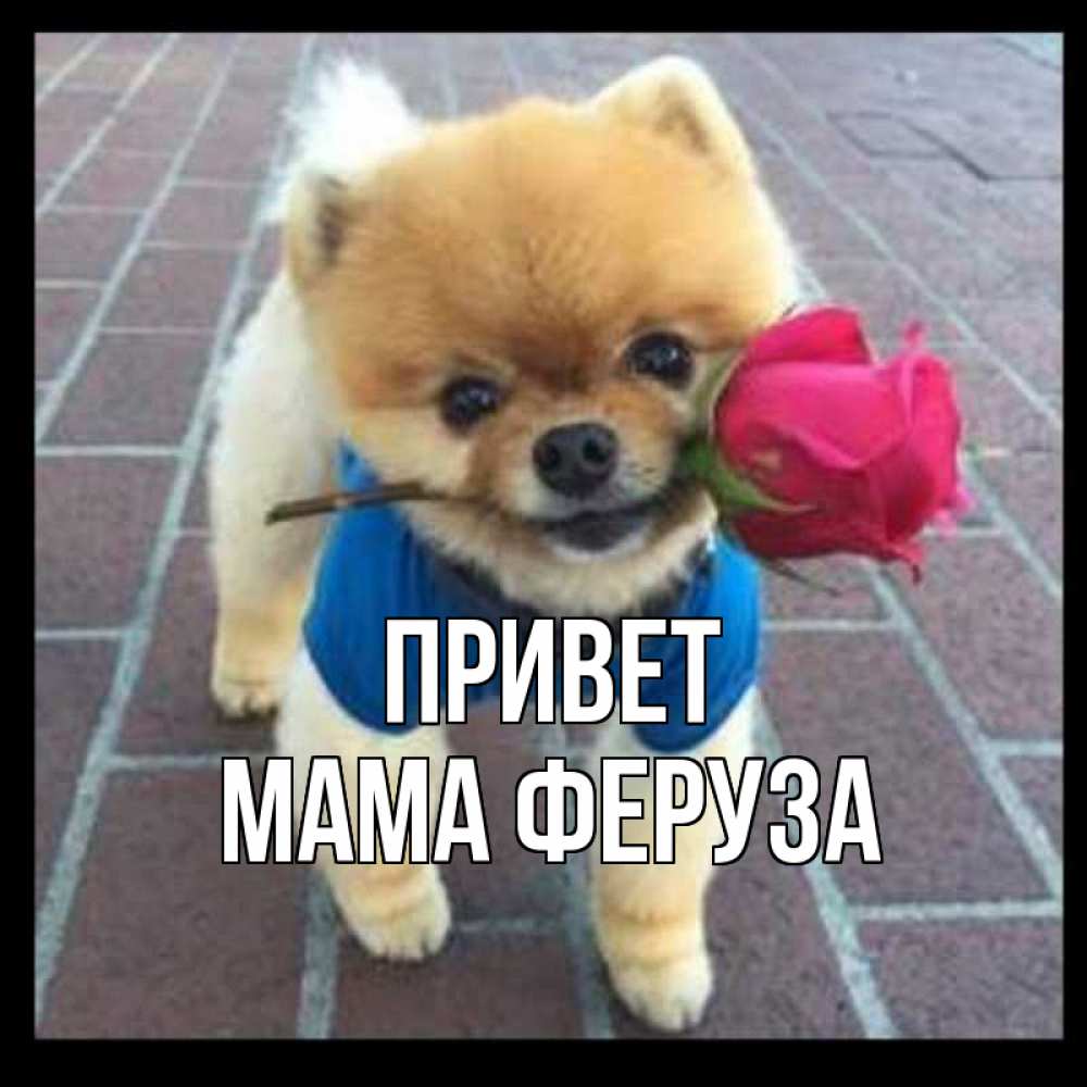 Открытка на каждый день с именем, Мама-Феруза Привет роза в зубах у собаки Прикольная открытка с пожеланием онлайн скачать бесплатно 
