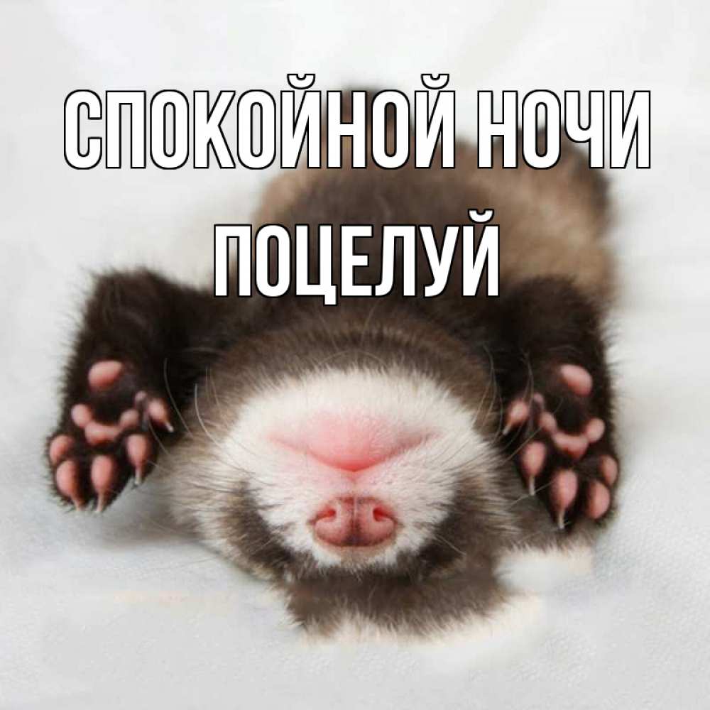Открытка на каждый день с именем, Поцелуй Спокойной ночи зверек Прикольная открытка с пожеланием онлайн скачать бесплатно 