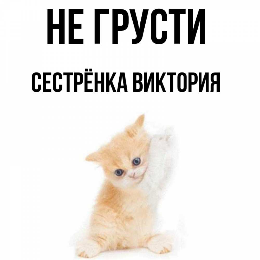 Открытка на каждый день с именем, Сестрёнка-Виктория Не грусти просящий кот Прикольная открытка с пожеланием онлайн скачать бесплатно 