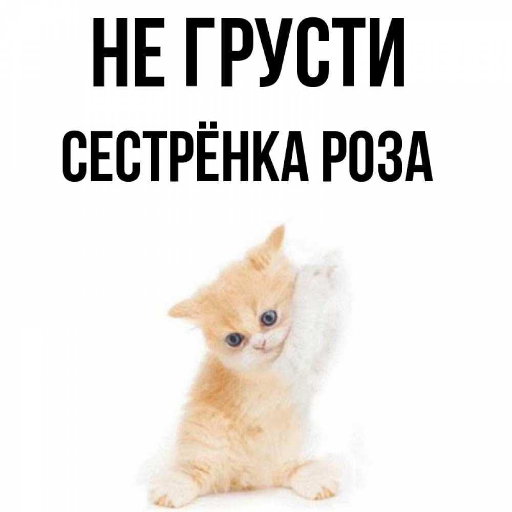 Открытка на каждый день с именем, Сестрёнка-Роза Не грусти просящий кот Прикольная открытка с пожеланием онлайн скачать бесплатно 