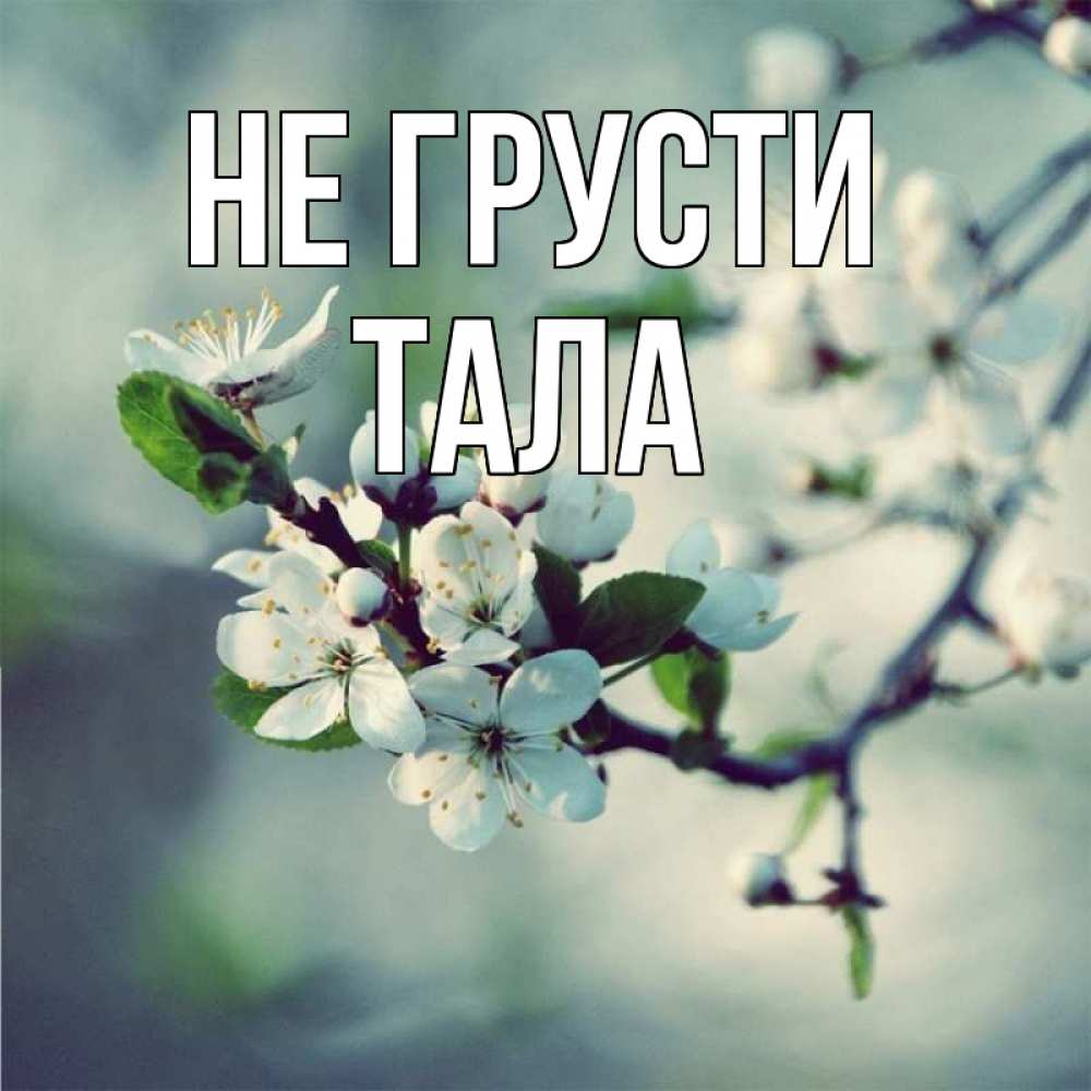 Открытка на каждый день с именем, Тала Не грусти яблоня в цвету 1 Прикольная открытка с пожеланием онлайн скачать бесплатно 