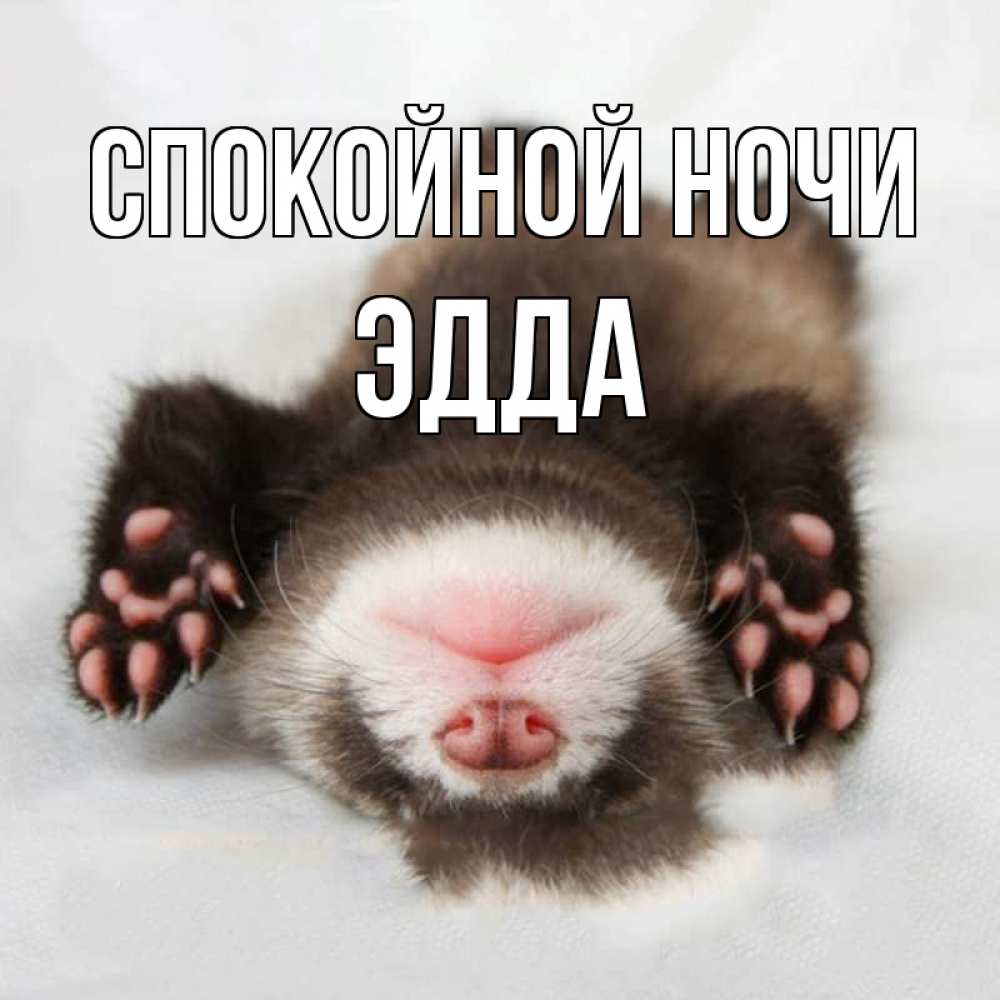 Открытка на каждый день с именем, Эдда Спокойной ночи зверек Прикольная открытка с пожеланием онлайн скачать бесплатно 