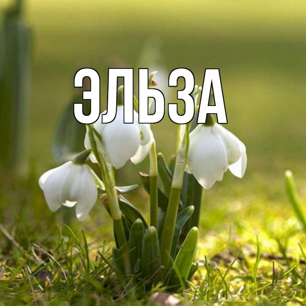 Открытка на каждый день с именем, Эльза Главная ранние цветы 2 Прикольная открытка с пожеланием онлайн скачать бесплатно 