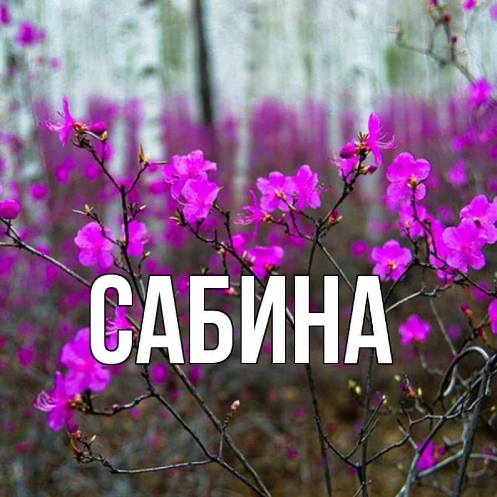 Открытка на каждый день с именем, Сабина Главная дикие цветы Прикольная открытка с пожеланием онлайн скачать бесплатно 