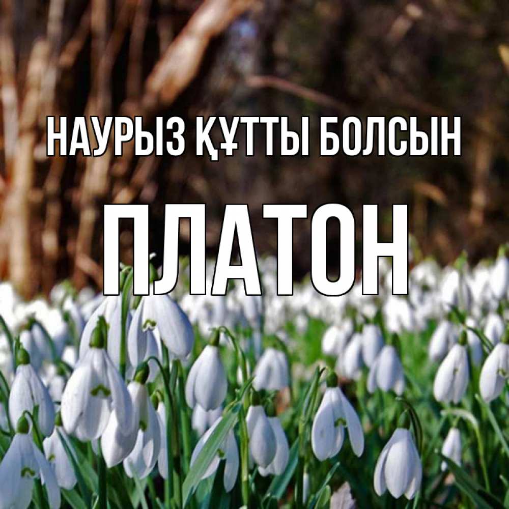 Открытка на каждый день с именем, Платон Наурыз құтты болсын с подснежниками 1 Прикольная открытка с пожеланием онлайн скачать бесплатно 