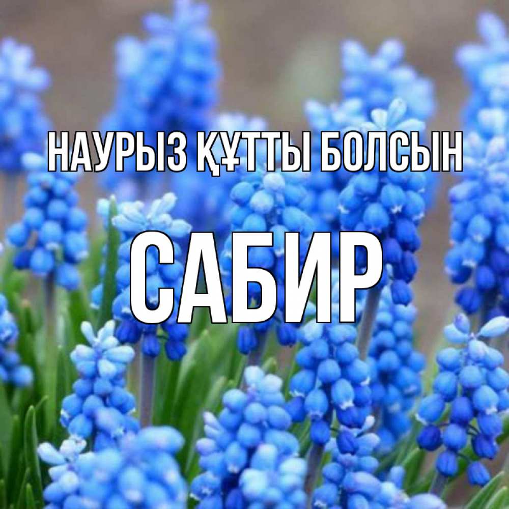 Открытка на каждый день с именем, Сабир Наурыз құтты болсын Поздравительная открытка для женщин с цветами на праздничную дату Прикольная открытка с пожеланием онлайн скачать бесплатно 