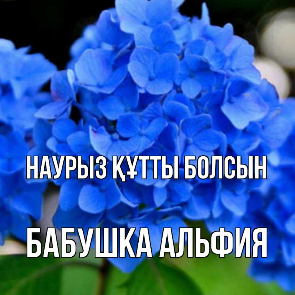 Открытка на каждый день с именем, Бабушка-Альфия Наурыз құтты болсын синие цветы Прикольная открытка с пожеланием онлайн скачать бесплатно 