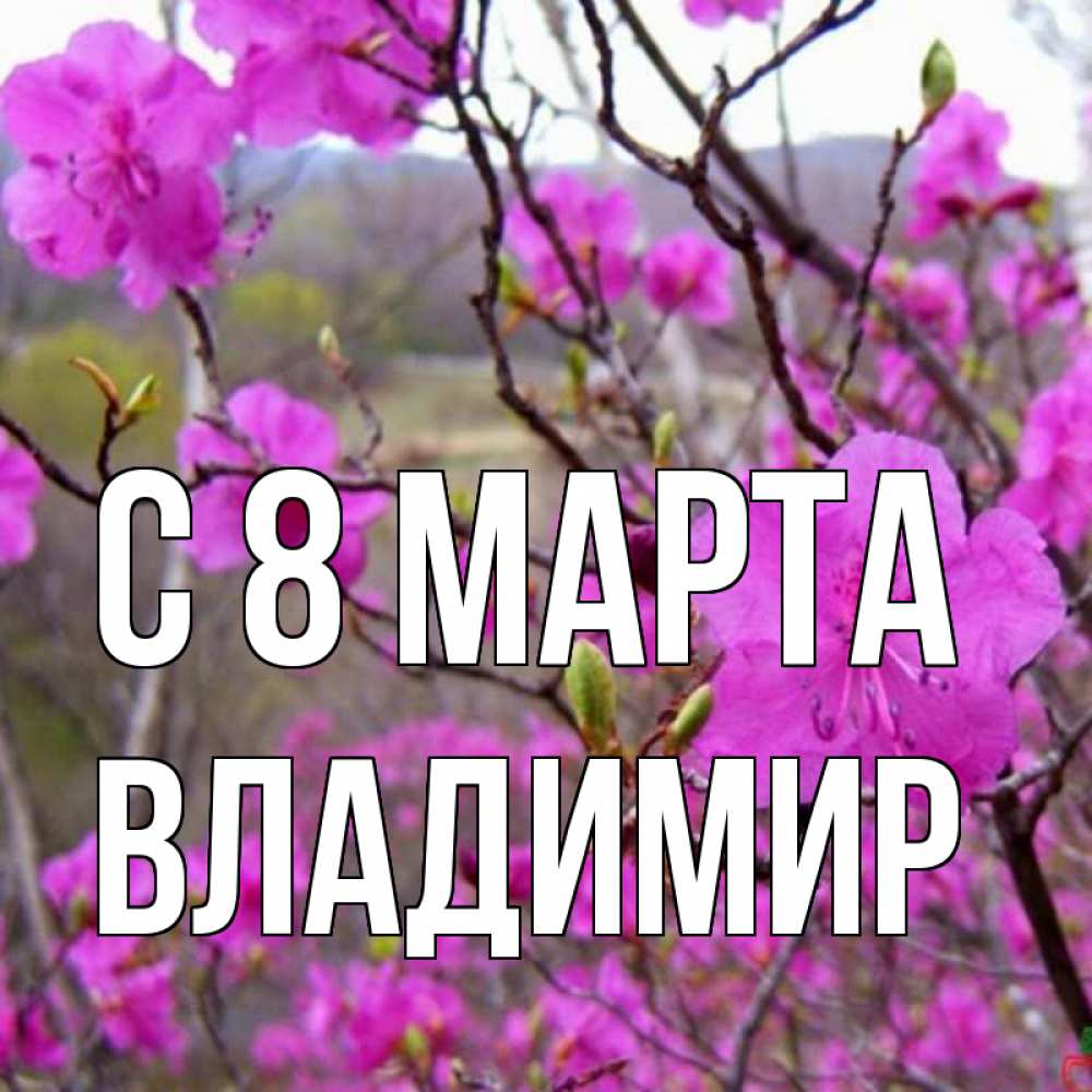 Открытка на каждый день с именем, Владимир С 8 МАРТА международный женский день Прикольная открытка с пожеланием онлайн скачать бесплатно 