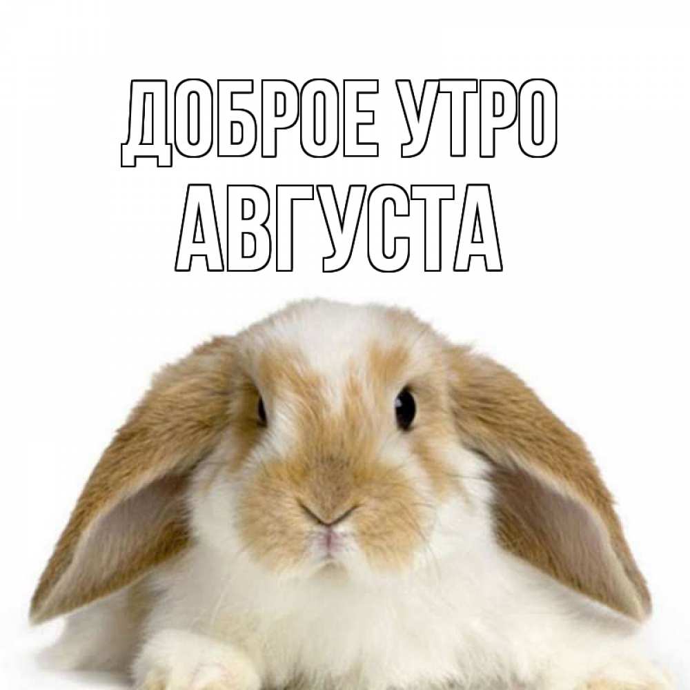 Открытка на каждый день с именем, Августа Доброе утро прикольные открытки на каждый день Прикольная открытка с пожеланием онлайн скачать бесплатно 