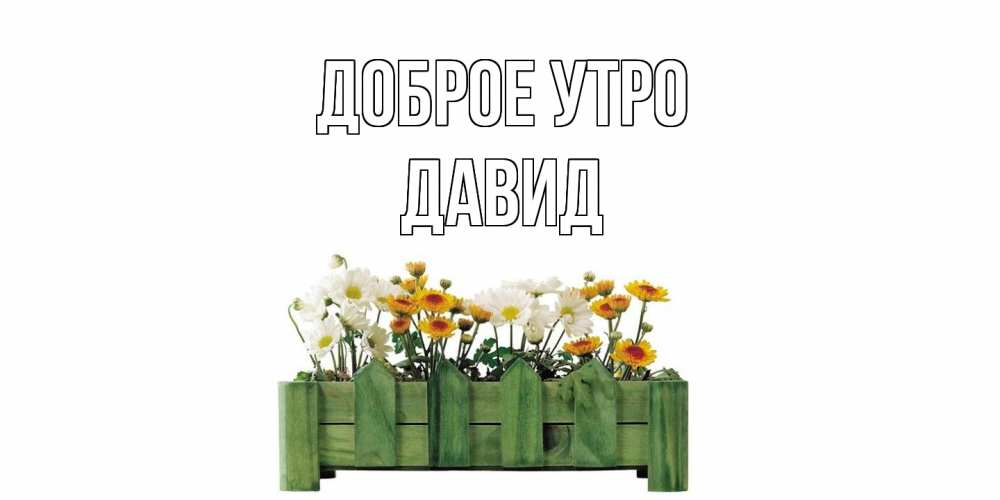 Открытка на каждый день с именем, Давид Доброе утро цветы Прикольная открытка с пожеланием онлайн скачать бесплатно 