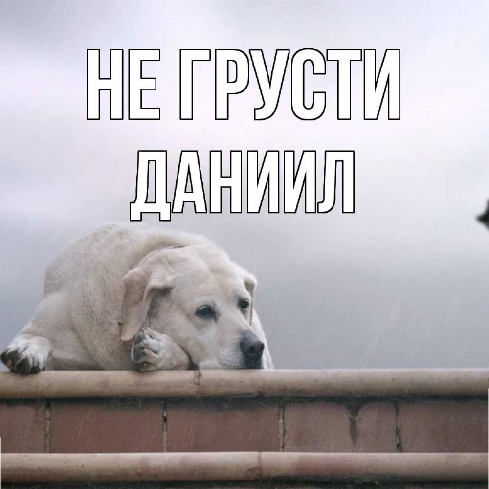 Открытка на каждый день с именем, Даниил Не грусти белый пес 1 Прикольная открытка с пожеланием онлайн скачать бесплатно 