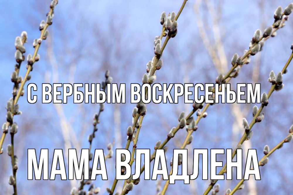 Открытка на каждый день с именем, Мама-Владлена С вербным воскресеньем верба Прикольная открытка с пожеланием онлайн скачать бесплатно 