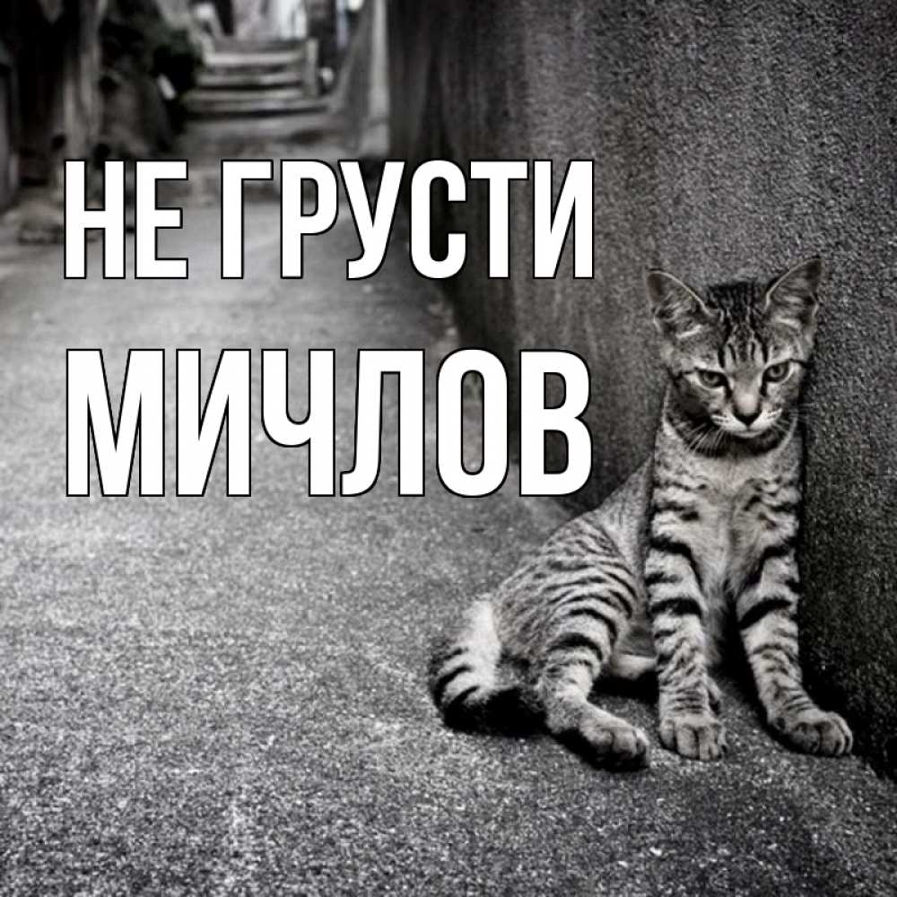 Открытка на каждый день с именем, Мичлов Не грусти скучающий котик Прикольная открытка с пожеланием онлайн скачать бесплатно 