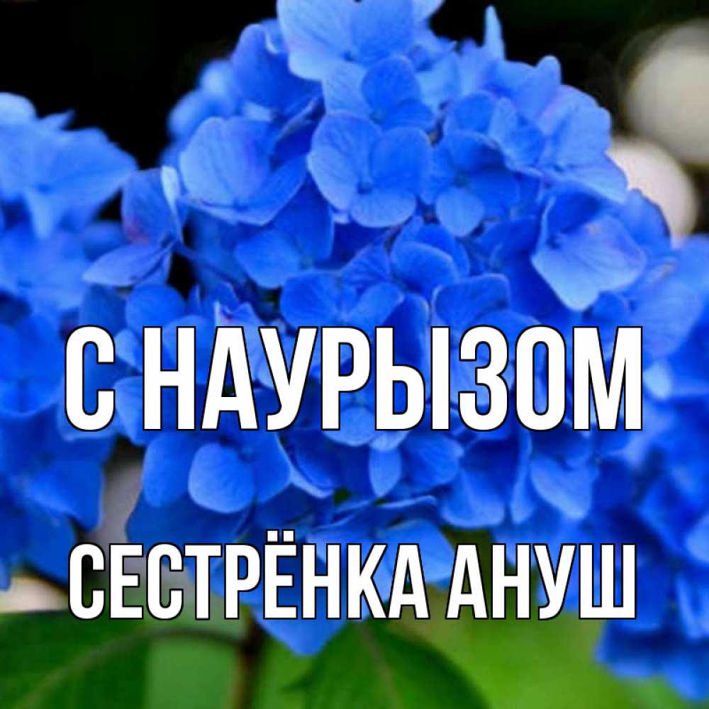 Открытка на каждый день с именем, Сестрёнка-Ануш С наурызом синие цветы Прикольная открытка с пожеланием онлайн скачать бесплатно 