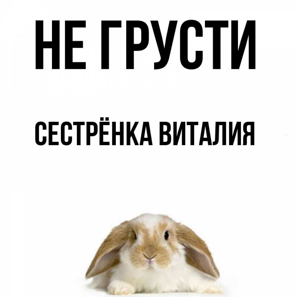 Открытка на каждый день с именем, Сестрёнка-Виталия Не грусти коричнево белый заяц с большими ушками Прикольная открытка с пожеланием онлайн скачать бесплатно 