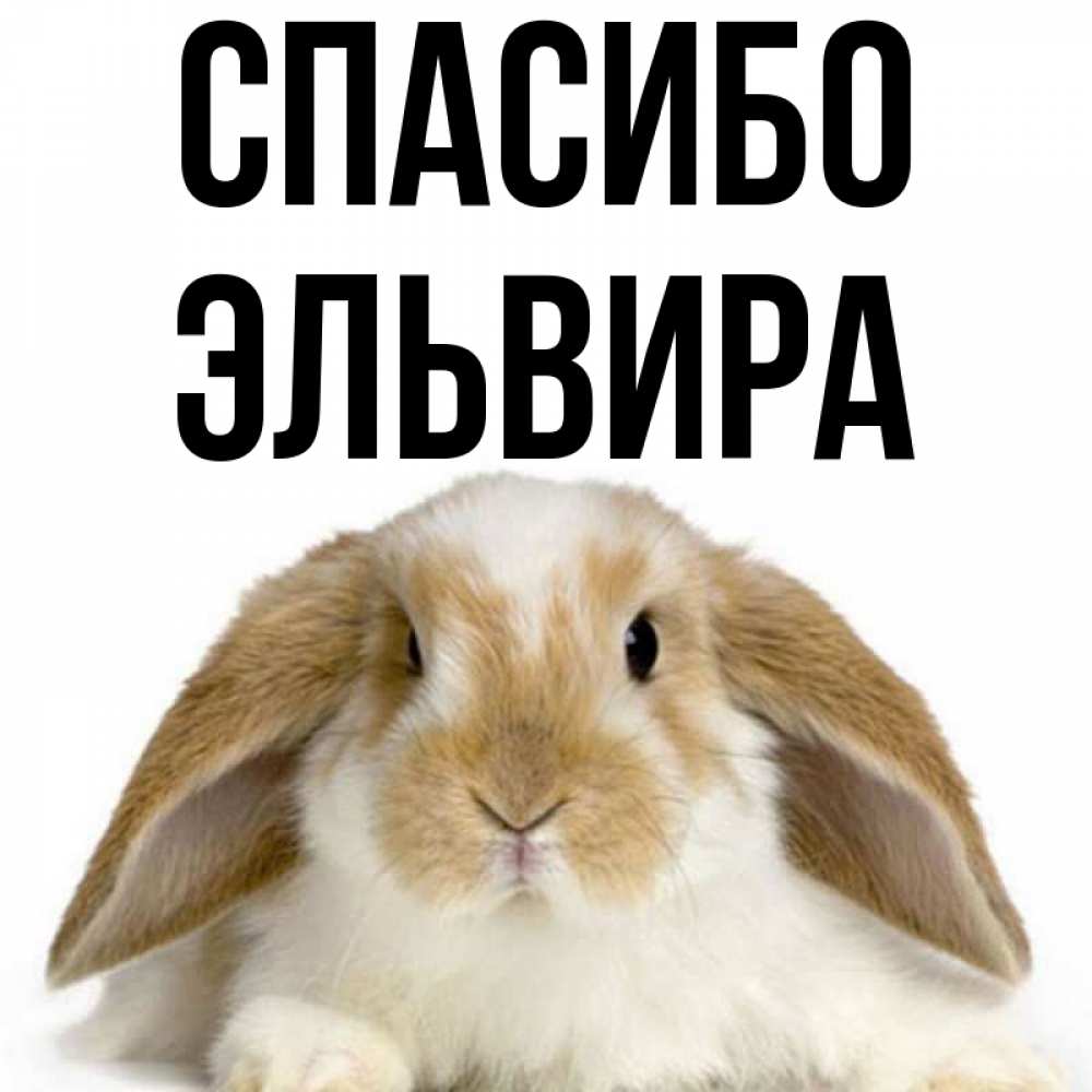 Открытка на каждый день с именем, Эльвира Спасибо коричнево белый заяц Прикольная открытка с пожеланием онлайн скачать бесплатно 