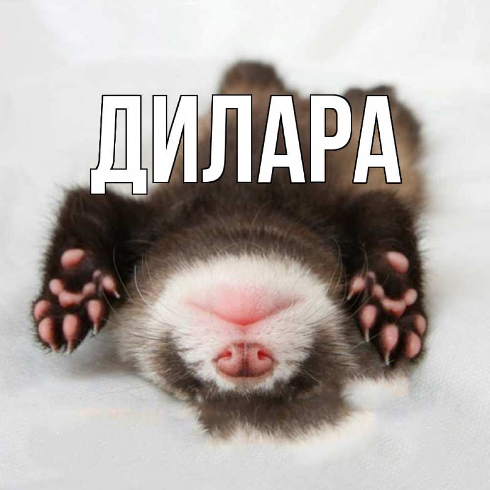 Открытка на каждый день с именем, Дилара Главная зверек Прикольная открытка с пожеланием онлайн скачать бесплатно 