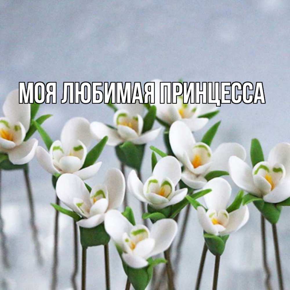 Открытка на каждый день с именем, Моя-Любимая-Принцесса Главная весенние цветы Прикольная открытка с пожеланием онлайн скачать бесплатно 