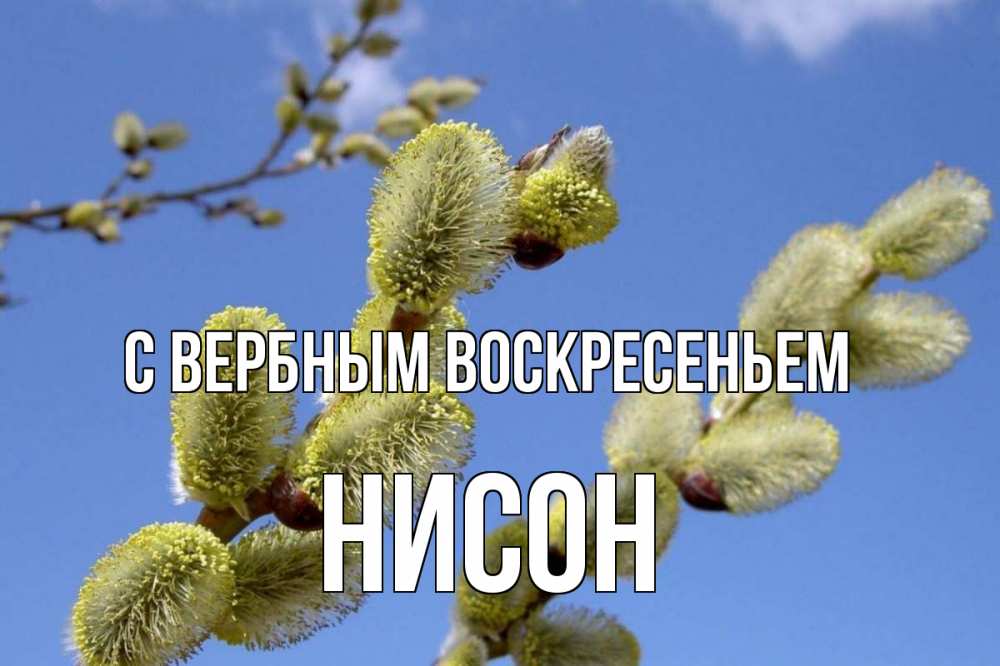 Открытка на каждый день с именем, Нисон С вербным воскресеньем верба Прикольная открытка с пожеланием онлайн скачать бесплатно 