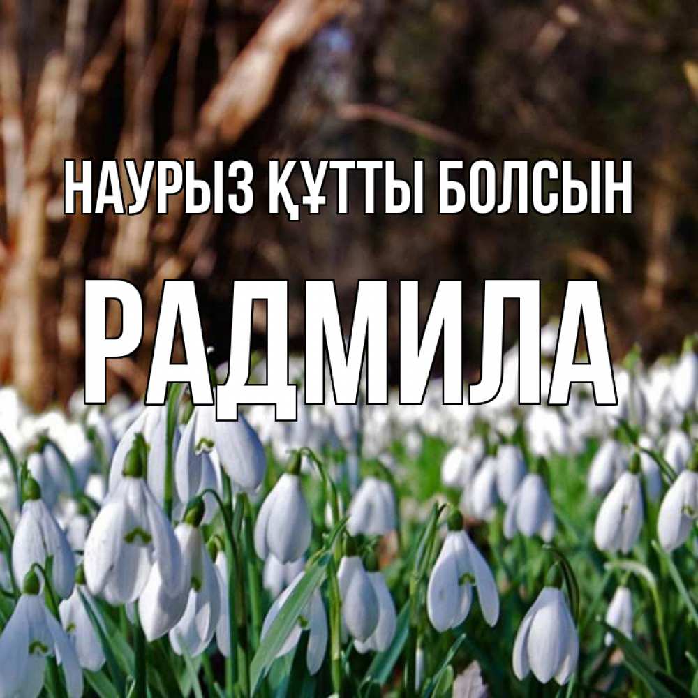 Открытка на каждый день с именем, Радмила Наурыз құтты болсын с подснежниками 1 Прикольная открытка с пожеланием онлайн скачать бесплатно 