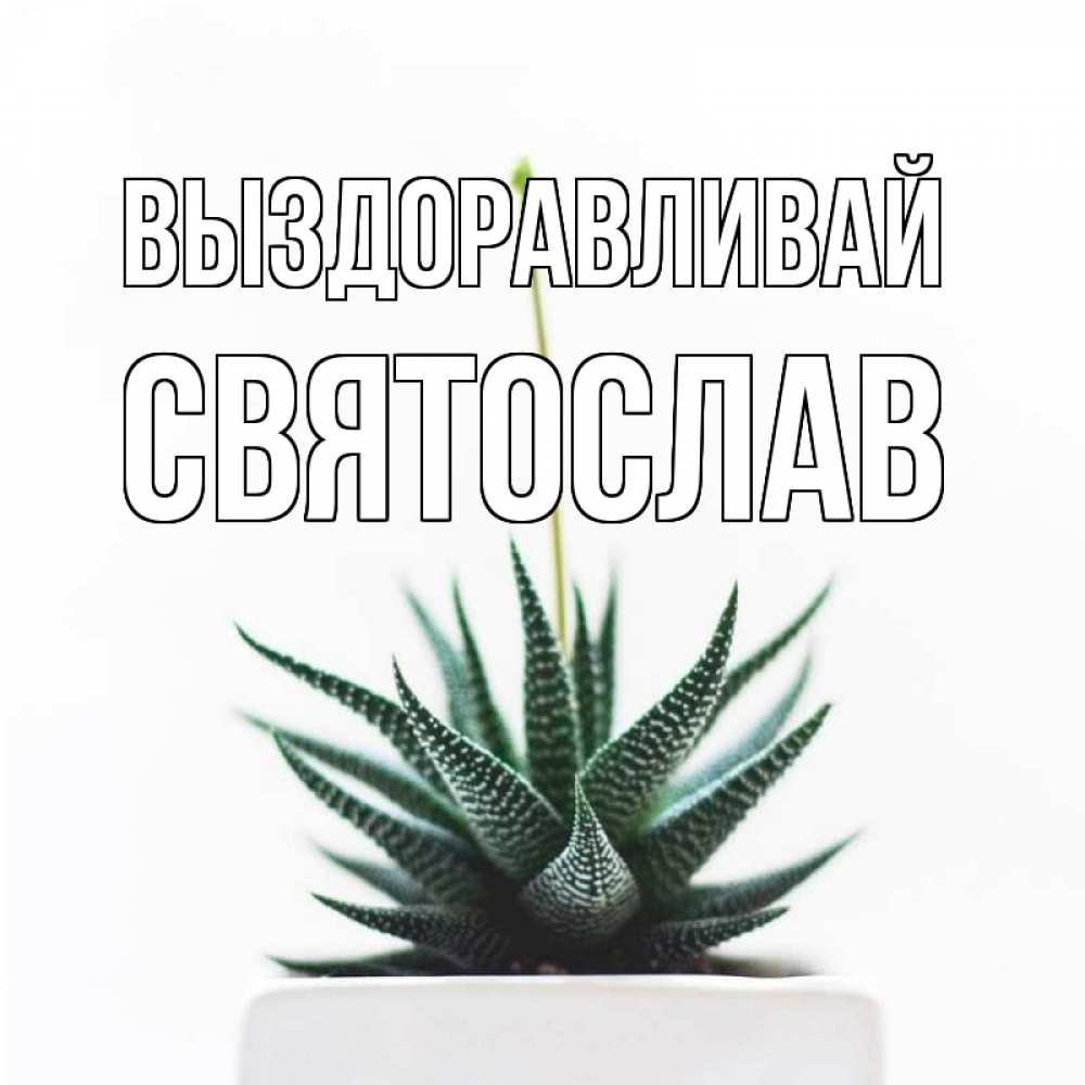 Открытка на каждый день с именем, Святослав Выздоравливай короче это непонятная колючка Прикольная открытка с пожеланием онлайн скачать бесплатно 