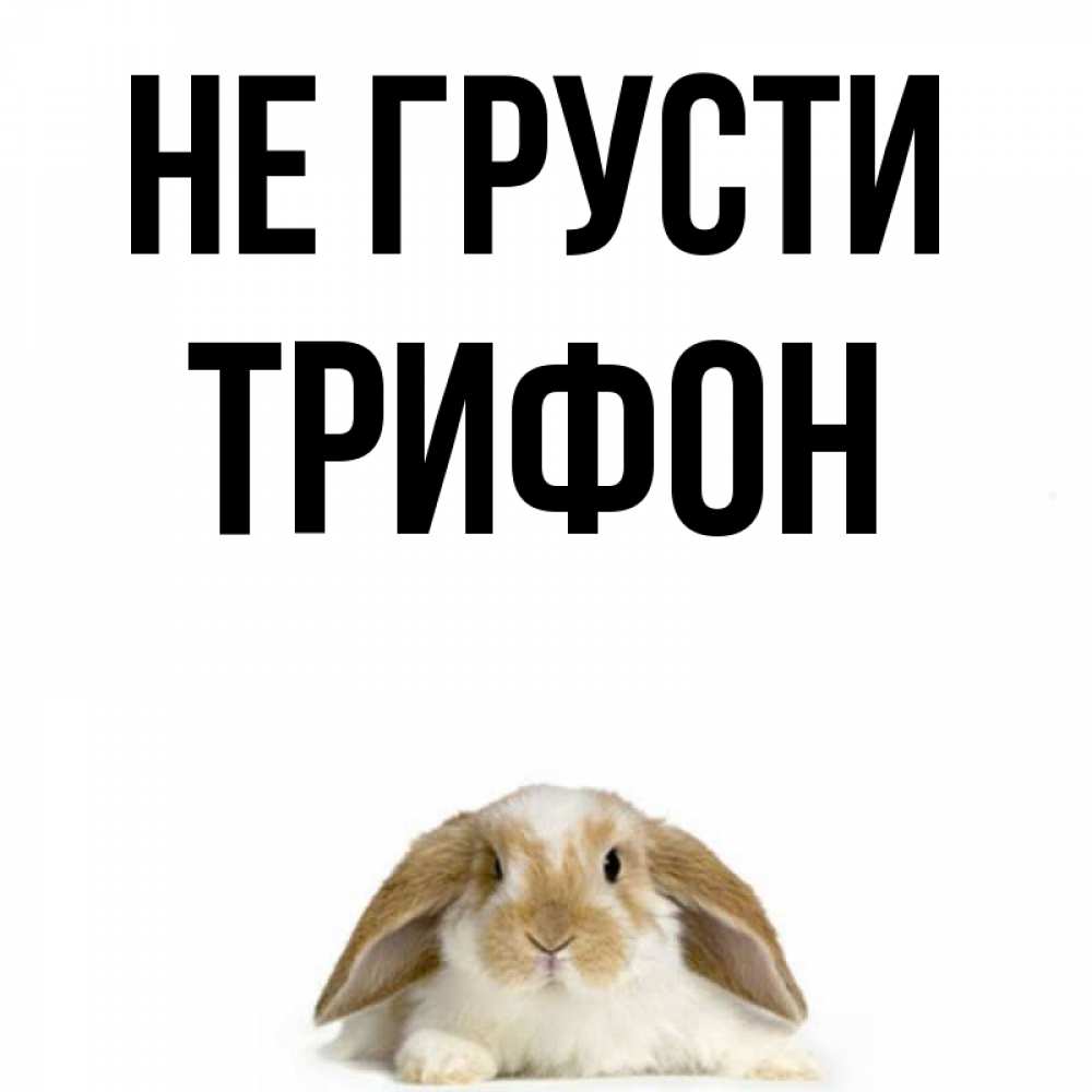 Открытка на каждый день с именем, Трифон Не грусти коричнево белый заяц с большими ушками Прикольная открытка с пожеланием онлайн скачать бесплатно 